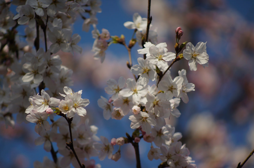 Cherry Blossoms x Vario-Sonnar 80-200m F4